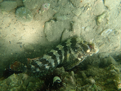 Tompot Blenny
