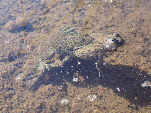 Yellow-bellied Toad