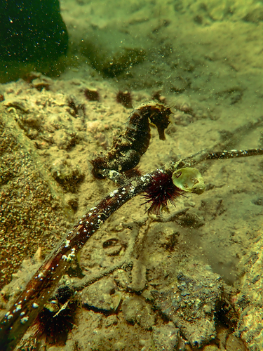 Long-snouted Seahorse