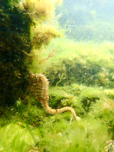 Long-snouted Seahorse