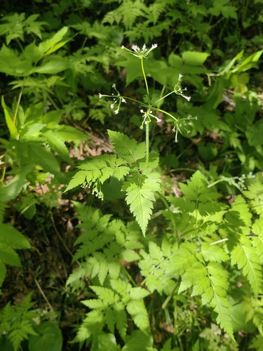 Osmorhiza aristata observed 2026-06-23