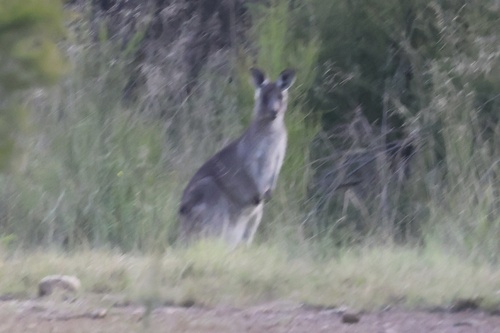 Eastern Grey Kangaroo