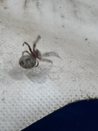 Furrow Spiders