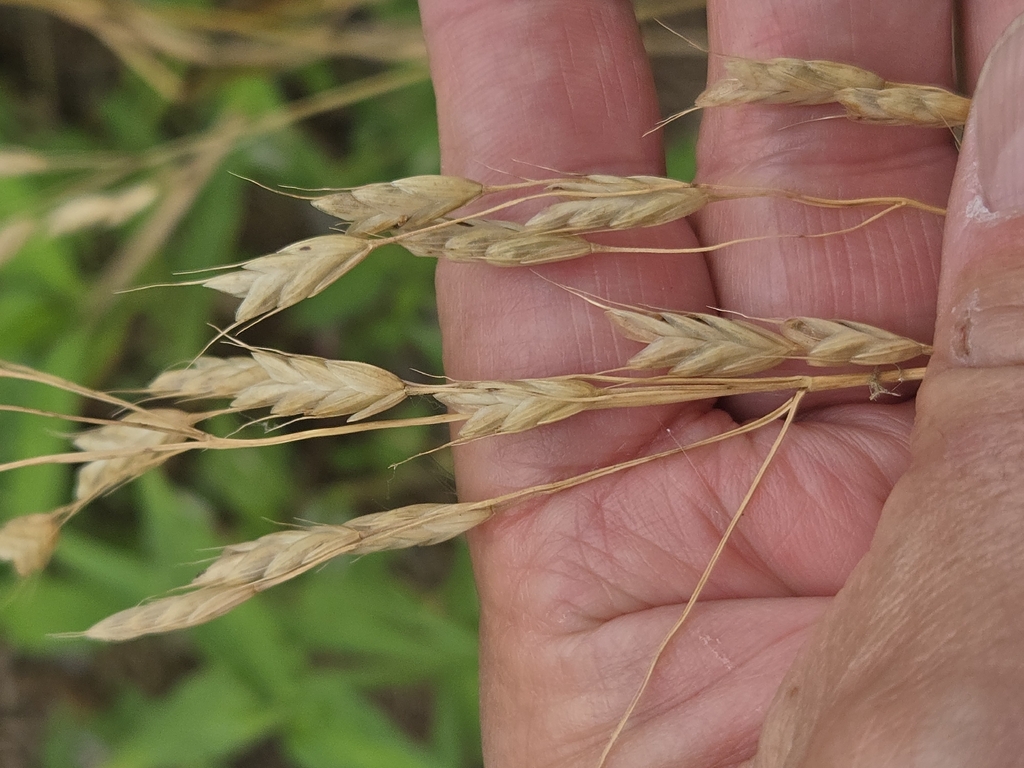 Bromus commutatus; photograph author not stated, no rights reserved