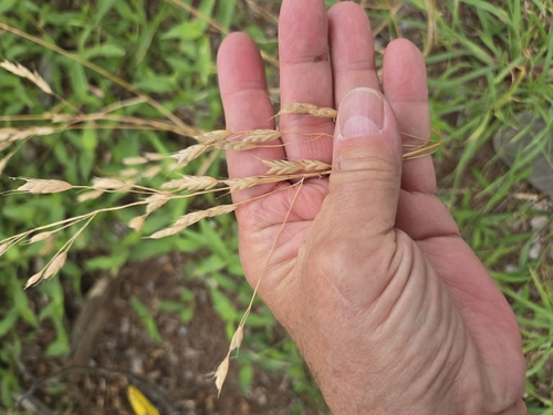 Bromus commutatus, photograph 6