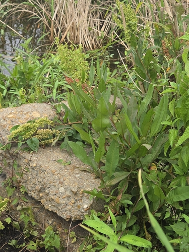Rumex verticillatus, photograph 5