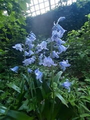 Hyacinthoides