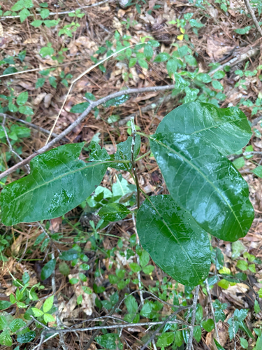 redring milkweed