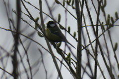 Parus major