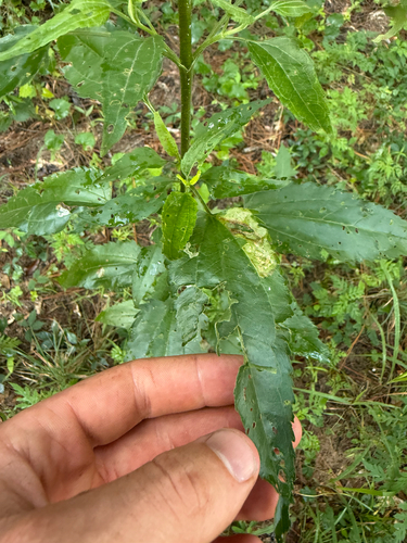 late boneset