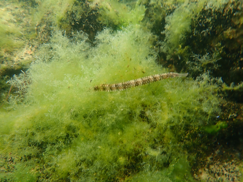 Syngnathus