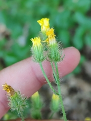 Crepis setosa