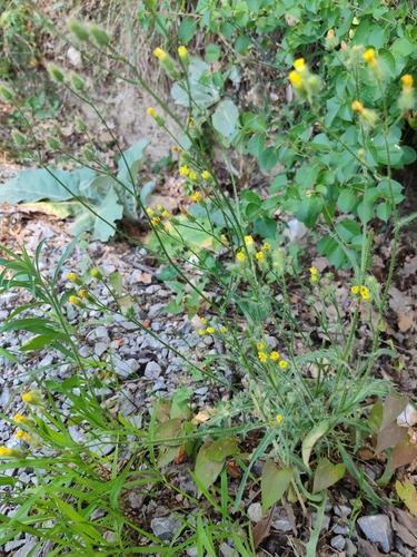 Crepis setosa, photograph 2