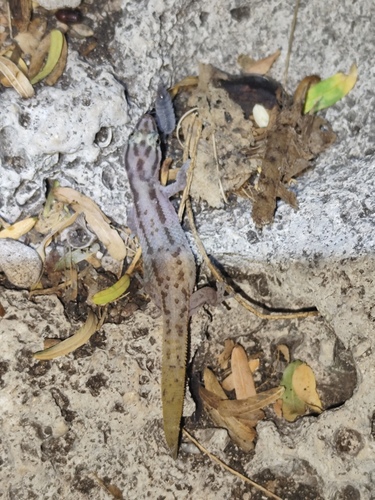 Hispaniolan Two-striped Geckolet, Sphaerodactylus rhabdotus