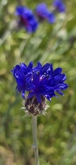 (c) Tommy Gisi, some rights reserved (CC BY-SA) Centaurea depressa, photograph (c) Tommy Gisi, some rights reserved (CC BY-SA)