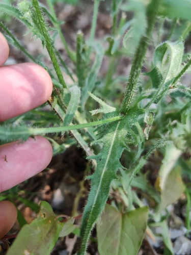 Crepis setosa, photograph 3