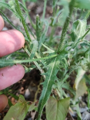 Crepis setosa, photograph (c) Ljaž, some rights reserved (CC BY)