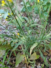 Crepis setosa, photograph (c) Ljaž, some rights reserved (CC BY)
