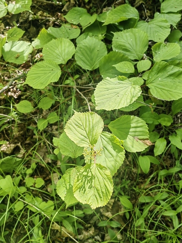 Viburnum wrightii observed 2026-06-23