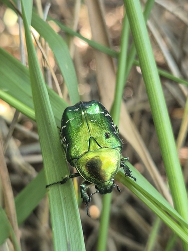 European Rose Chafer