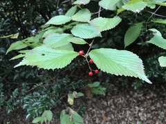 Viburnum wrightii