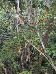 Leuenbergeria bleo
