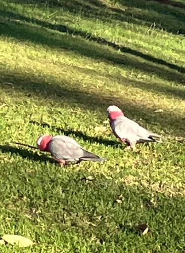 Galah