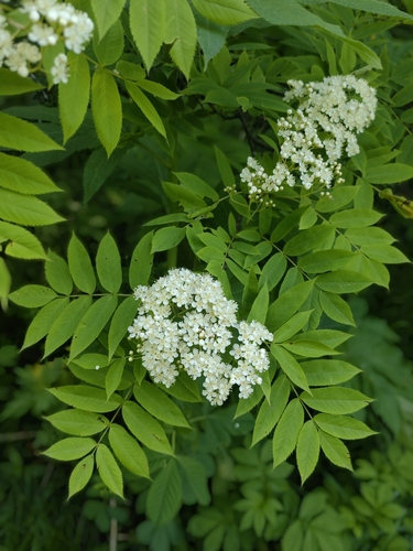 Sorbus japonica observed 2026-06-23