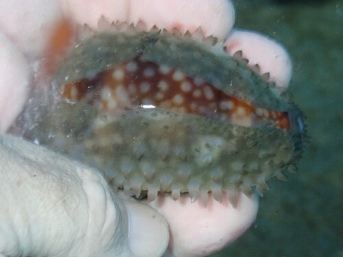 Cypraea cervus observed 2026-06-22