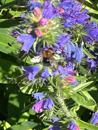 Tree Bumble Bee