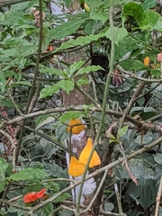 Leuenbergeria bleo