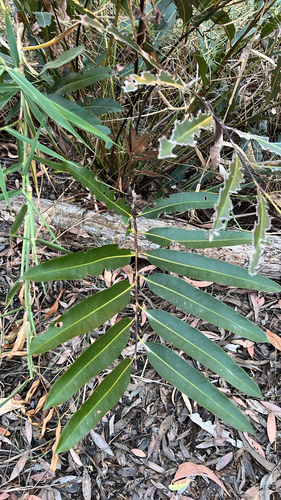 Mangrove Fern