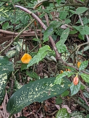 Leuenbergeria bleo