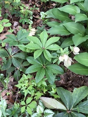 Helleboreae