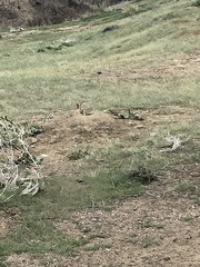 Cynomys ludovicianus