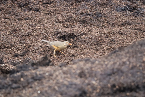 Kurrichane Thrush (Turdus libonyana), photo 5