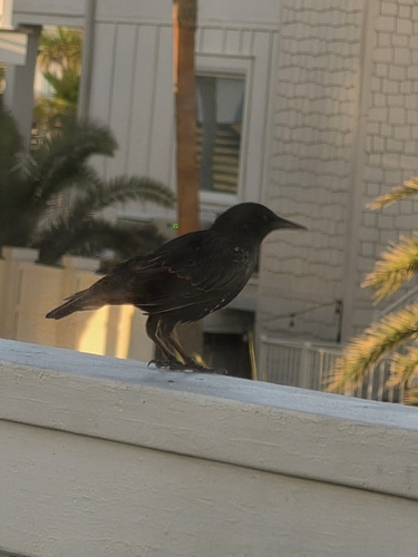 European Starling