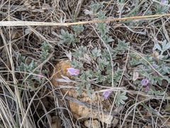 Astragalus tridactylicus