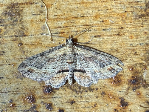 Australian Pug Moth