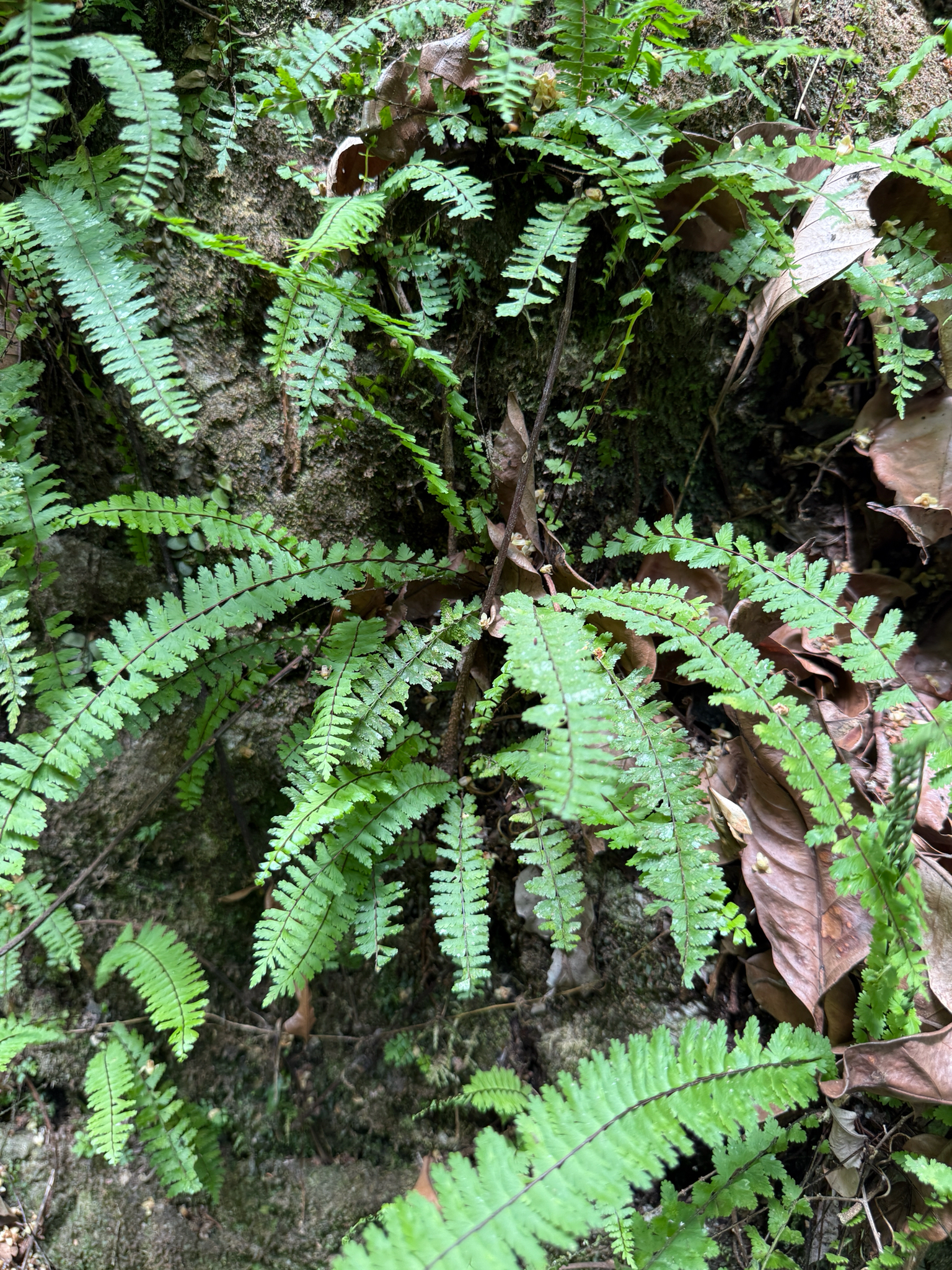 Asplenium formosum