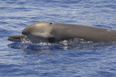 Tropical Bottlenose Whale photo 2