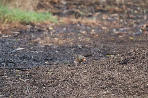 Kurrichane Thrush (Turdus libonyana), photo 4