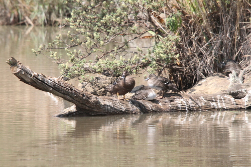 iNaturalist image