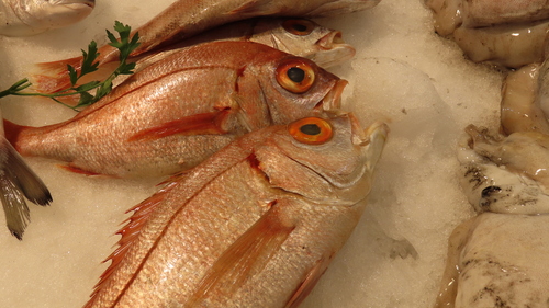 Large eyed dentex (Dentex macrophthalmus) — Sparidae — 3