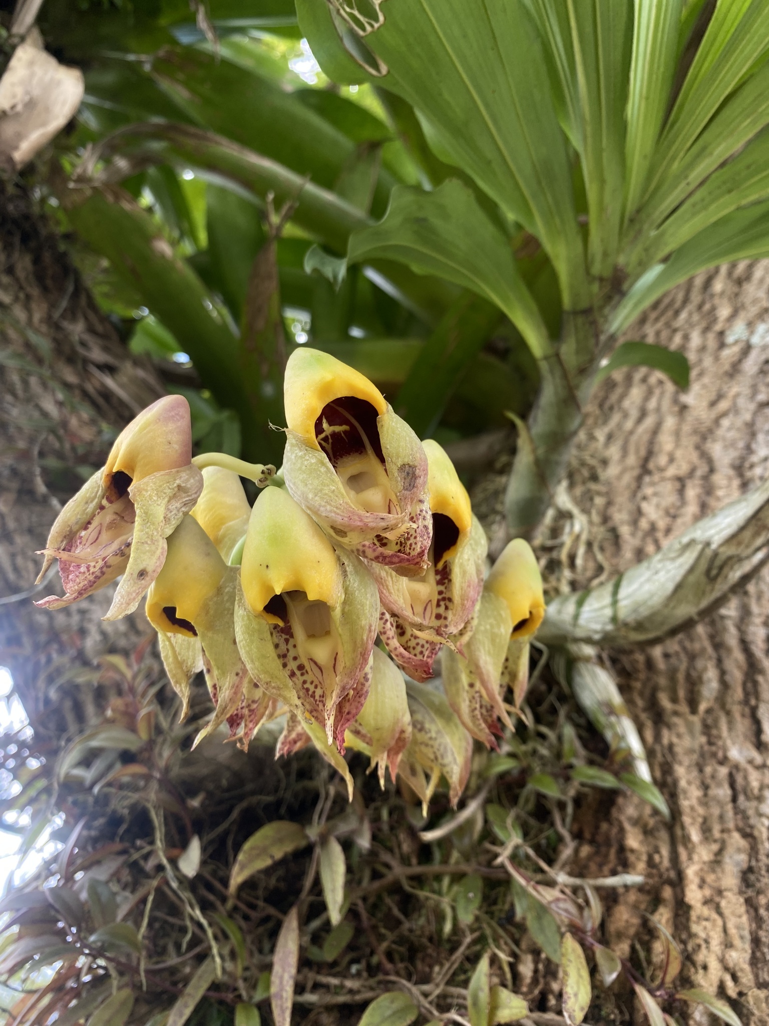 Imagem de catasetum