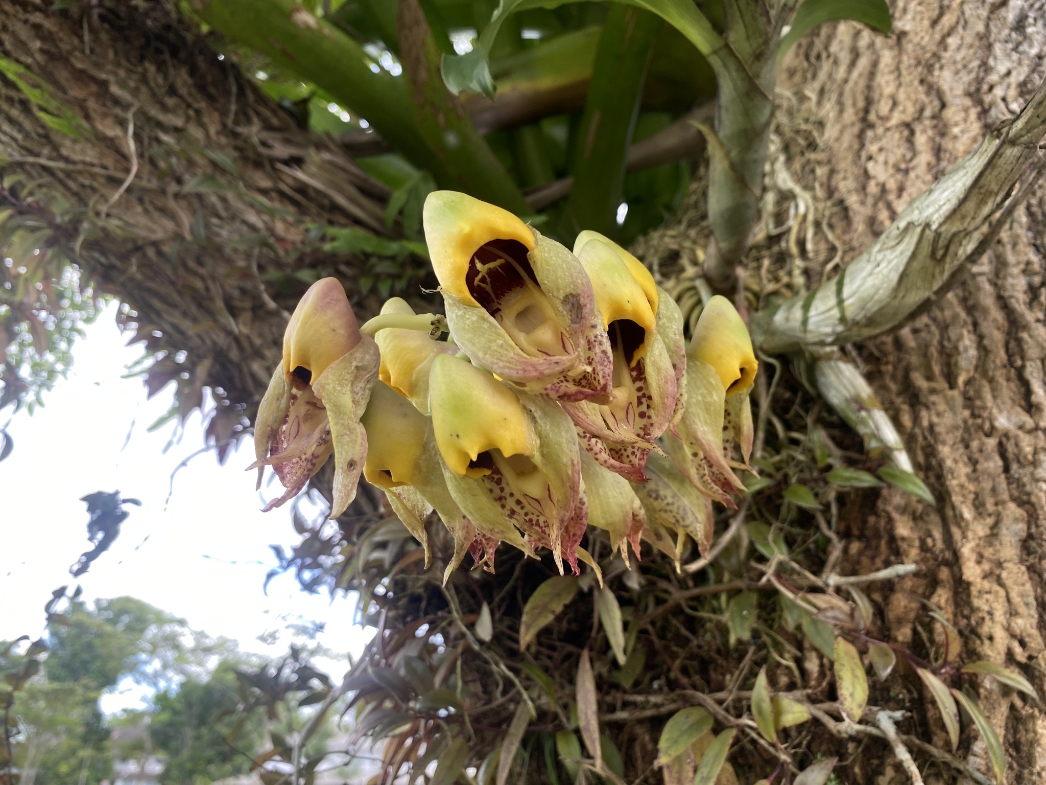 Imagem de catasetum