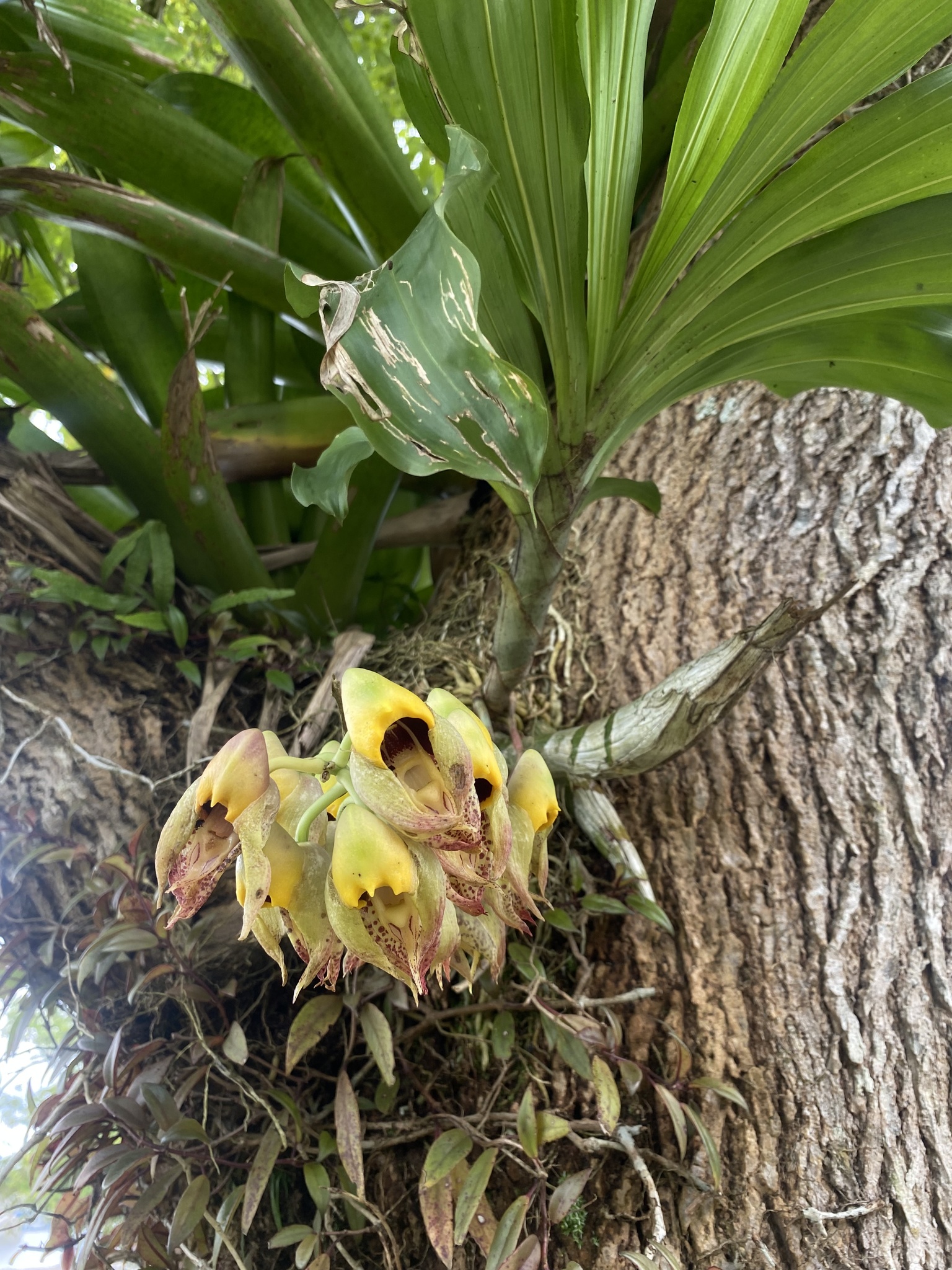 Imagem de catasetum