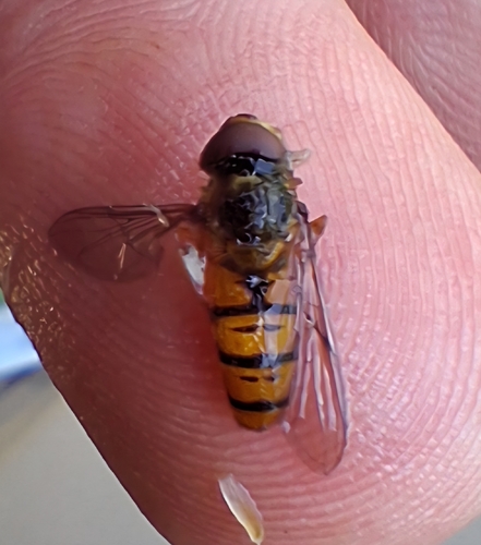 Marmalade Hover Fly