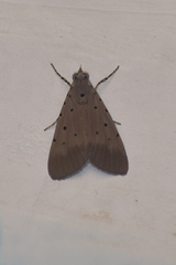 Sommeria insulana