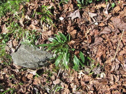 Omphalodes nitida, photograph 6
